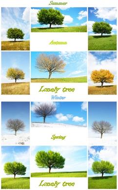 trees in four seasons highdefinition picture