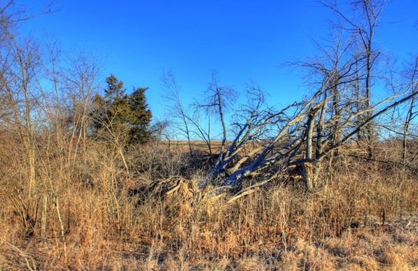 trees in winter at weldon springs state natural area missouri