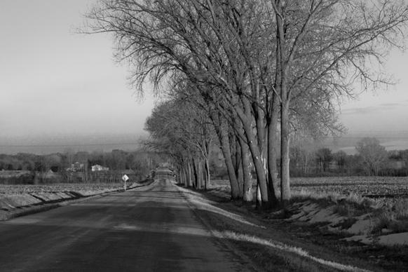 trees road roadside