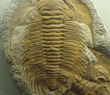 trilobite from late cambrian