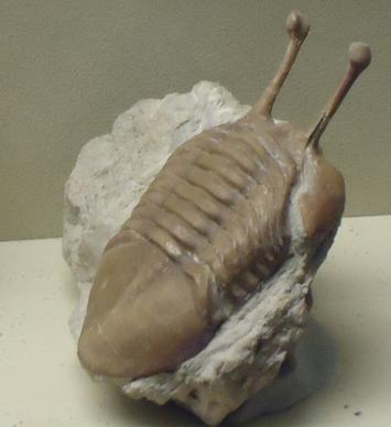 trilobite with long eyes