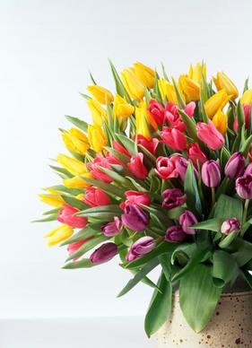 tulip bouquet hd picture