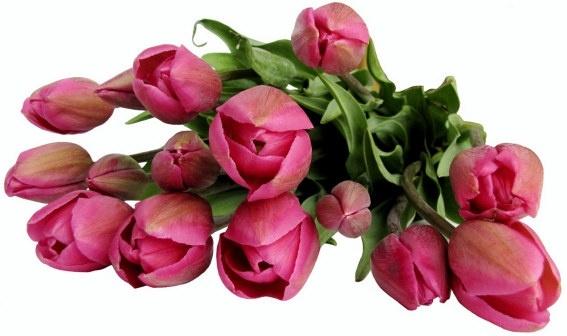tulip bouquet of highdefinition picture