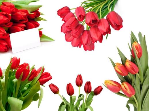 tulip bouquet of highdefinition picture