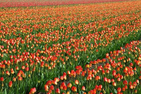 tulip field background