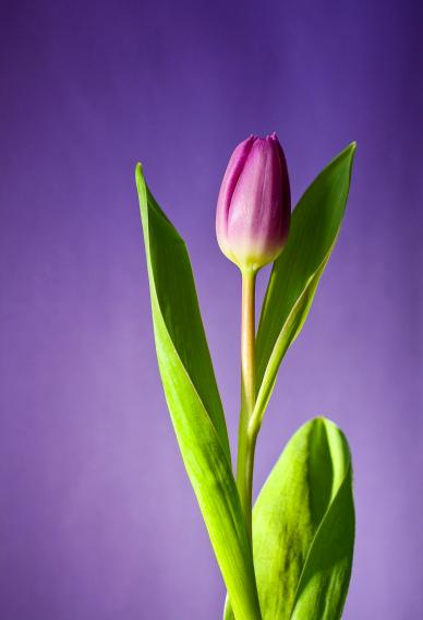 Tulip flora backdrop picture elegant closeup