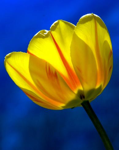 Tulip flower backdrop picture elegant closeup contrast