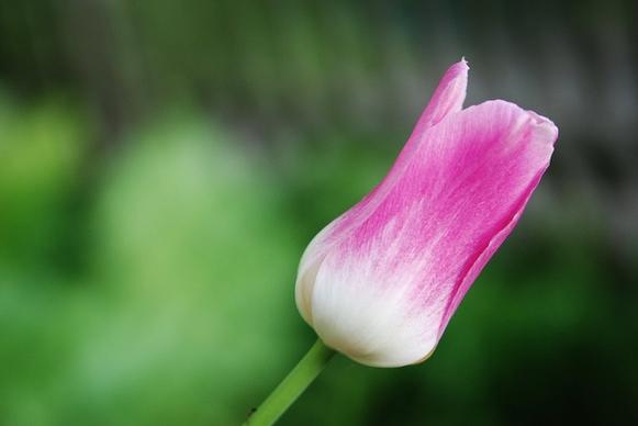 tulip flower holland