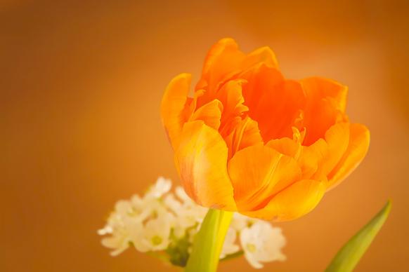 tulip flower picture beautiful closeup