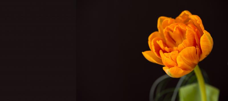 tulip flower picture contrast closeup