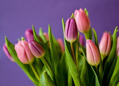 Tulip flowers backdrop elegant bright closeup