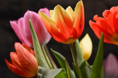 Tulip flowers backdrop elegant closeup contrast