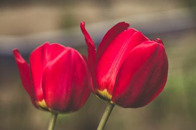 tulip flowers backdrop picture elegant closeup