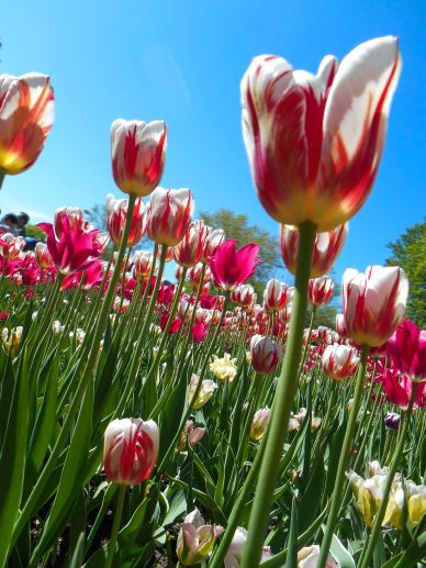 tulip flowers garden scenery backdrop modern elegance