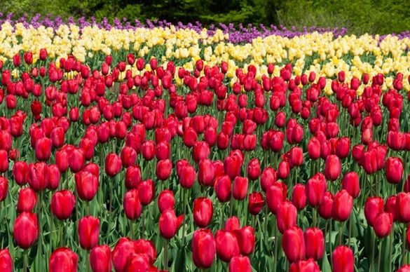 tulip flowers natural