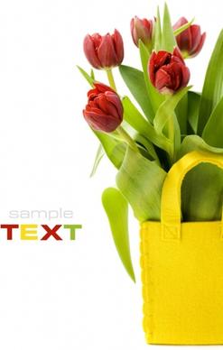 tulip hd pictures