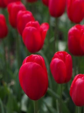 tulip natural flowers