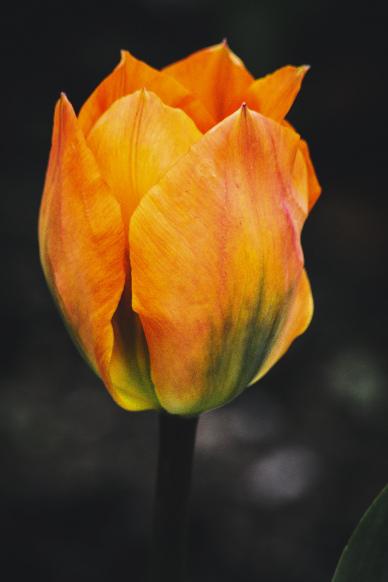 Tulip petal backdrop picture contrast closeup