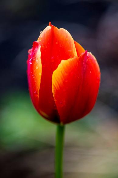 Tulip petal backdrop picture elegant contrast closeup