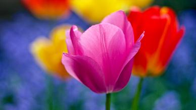 Tulip petals backdrop picture elegant blurred closeup
