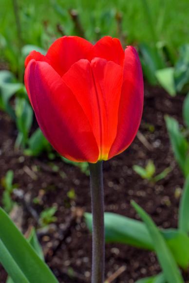 tulip picture backdrop elegant closeup