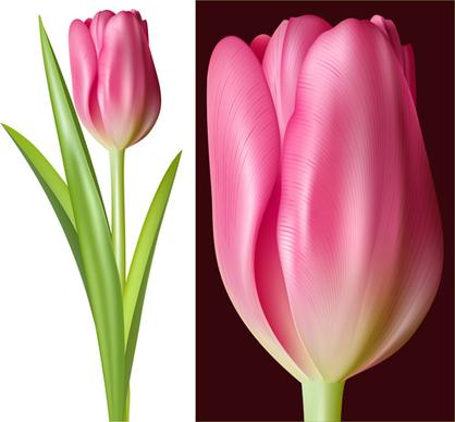 tulip pink vector graphics