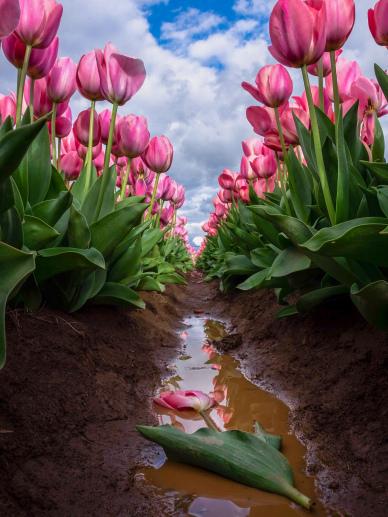 tulip plantatation scenery picture modern contrast
