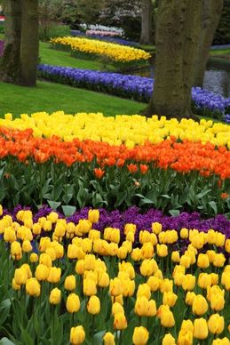 tulips and hyacinths