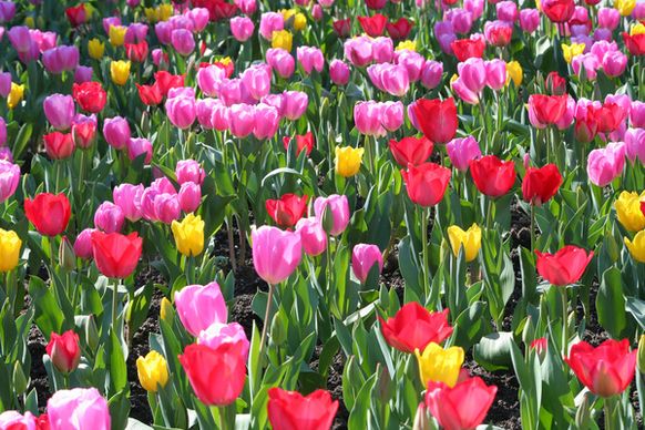 tulips everywhere