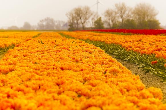 tulips field scenery picture blooming flowers