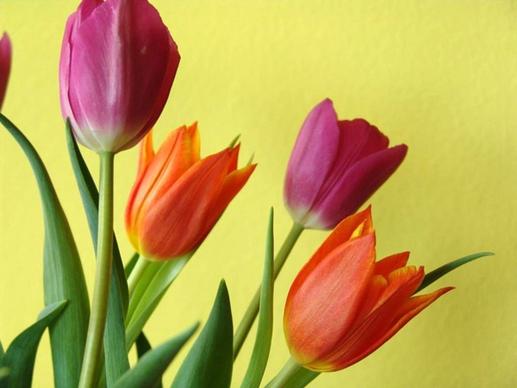 tulips flowers color
