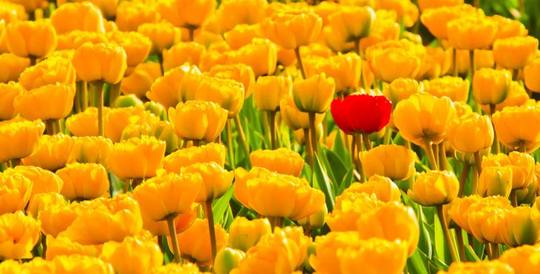 tulips flowers picture backdrop elegant blooming 