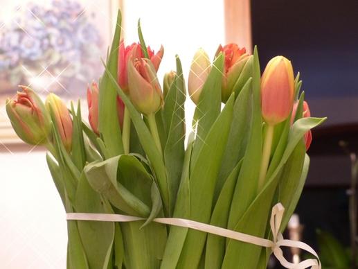 tulips flowers tulip