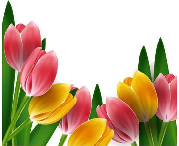 tulips frames vector