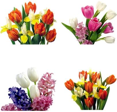 tulips hd pictures