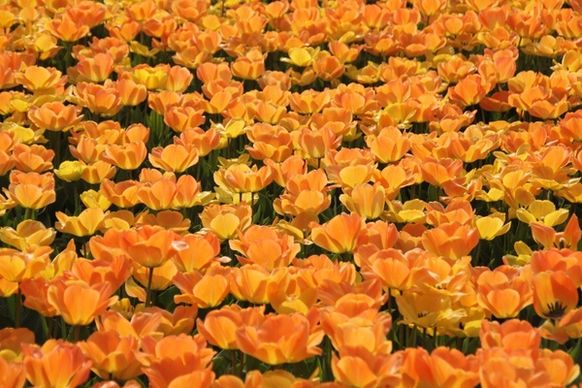 tulips holland tulip fields