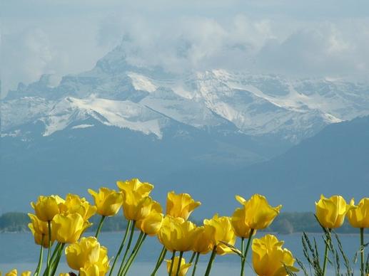tulips montblanc lake geneva