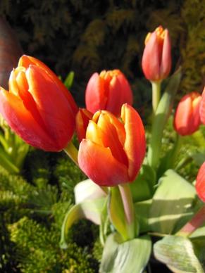 tulips orange red