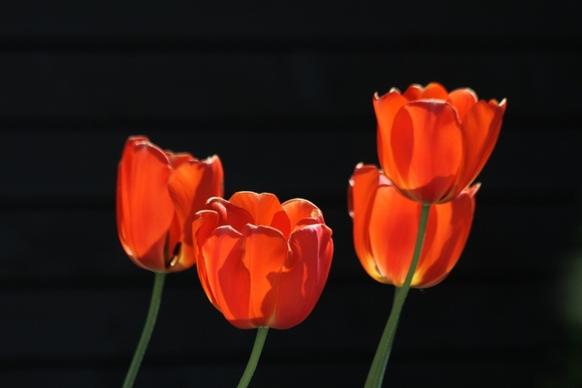 tulips red tulips red orange tulips