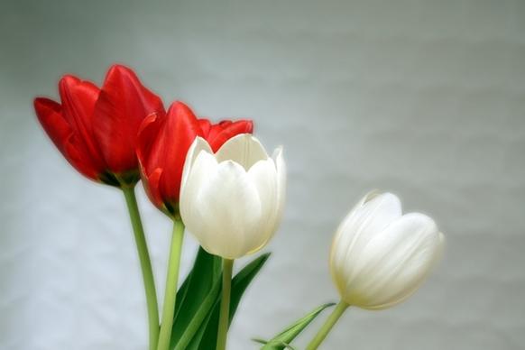tulips red white