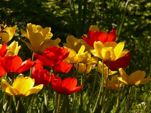 tulips red yellow