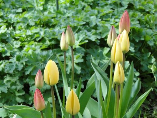 tulips spring garden