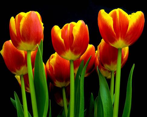 tulips too