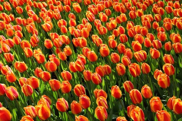 tulips tulip orange
