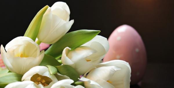 closeup of beautiful fresh white tulips