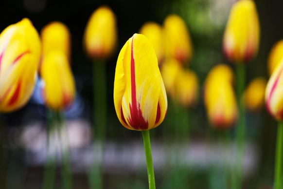 tulips tulips everywhere