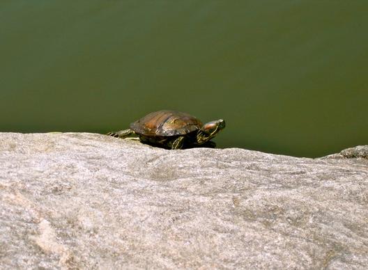 turtle animal amphibian