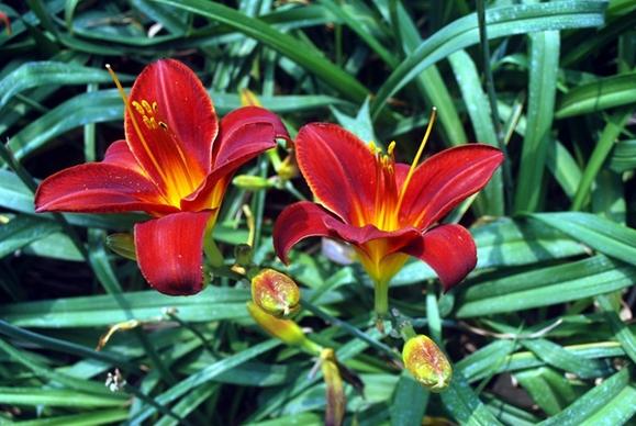twin tiger lilies