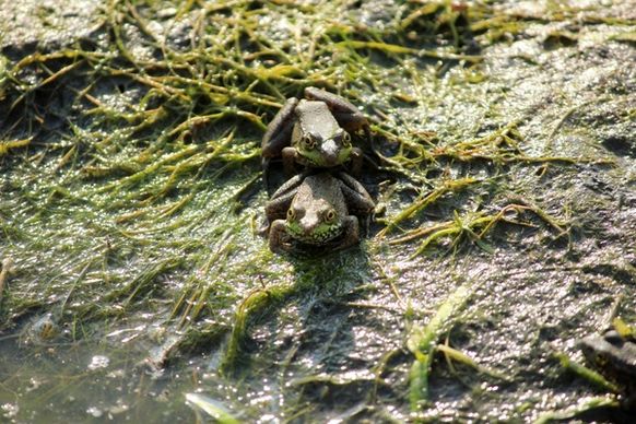 two frogs at horicon national wildlife refuge