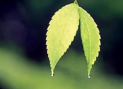 two leaves with water drops picture